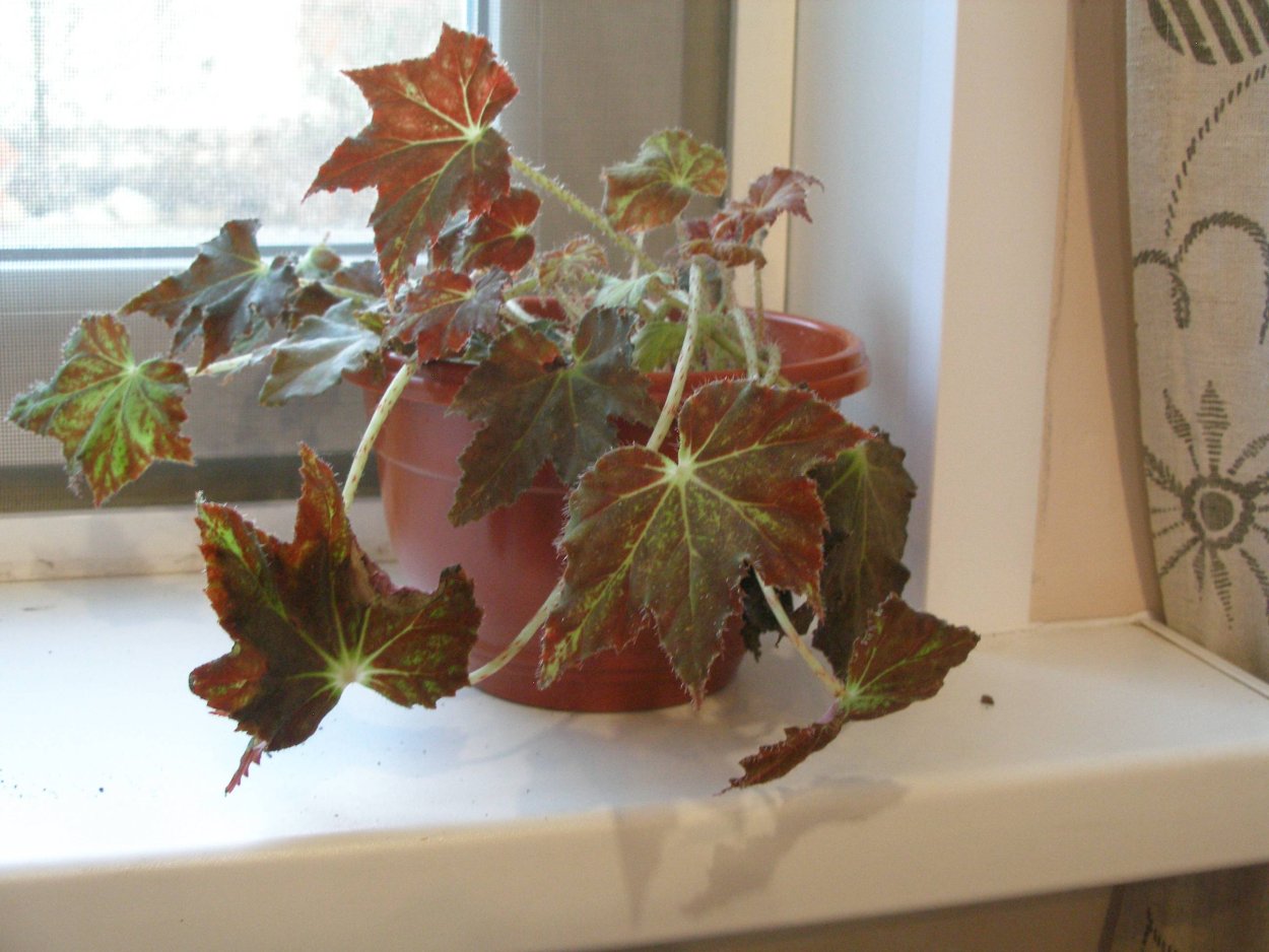 Бегония борщевиколистная Клеопатра