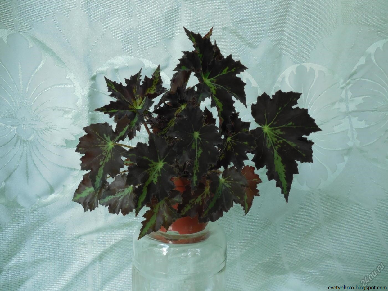 Цветок бегония Клеопатра