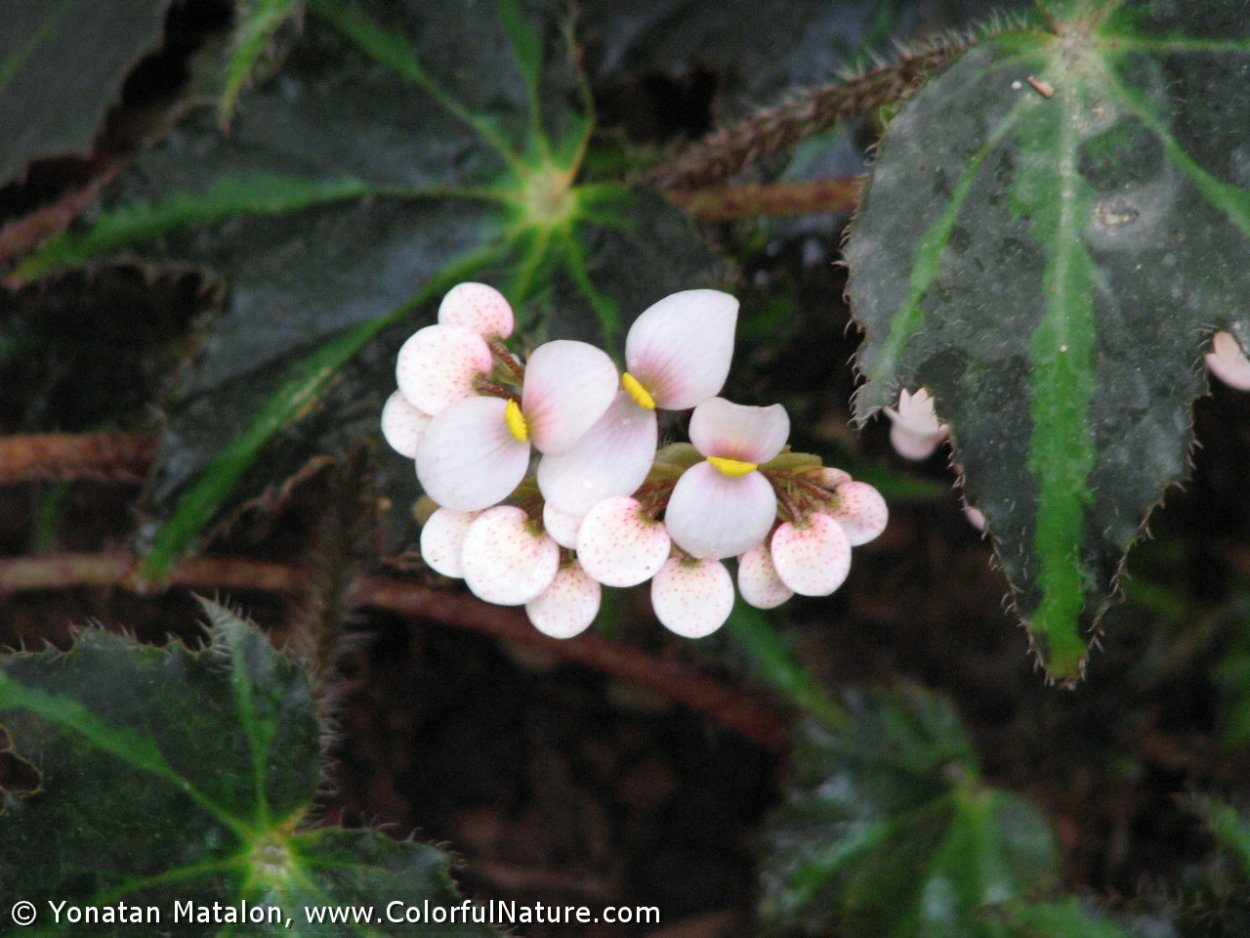 Бегония thelmae