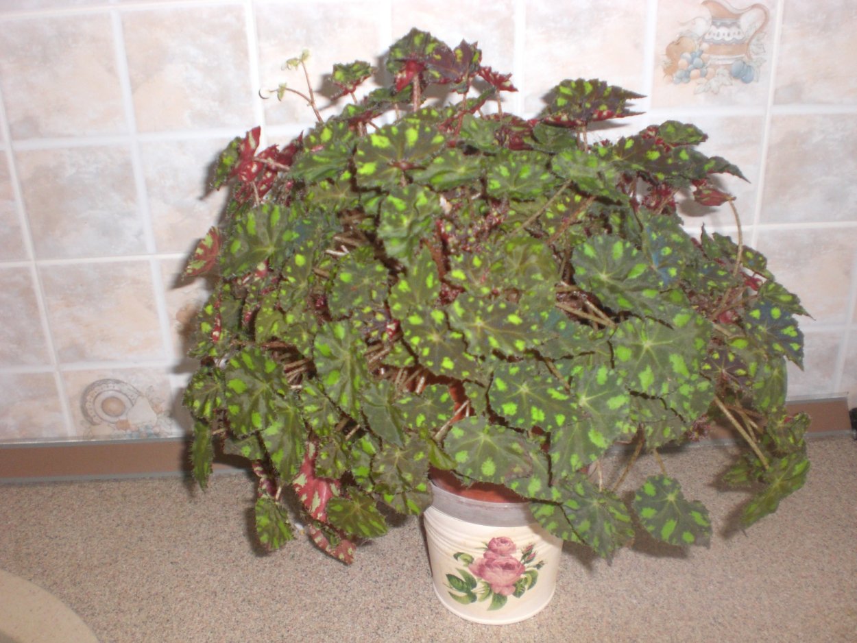 Бегония Клеопатра