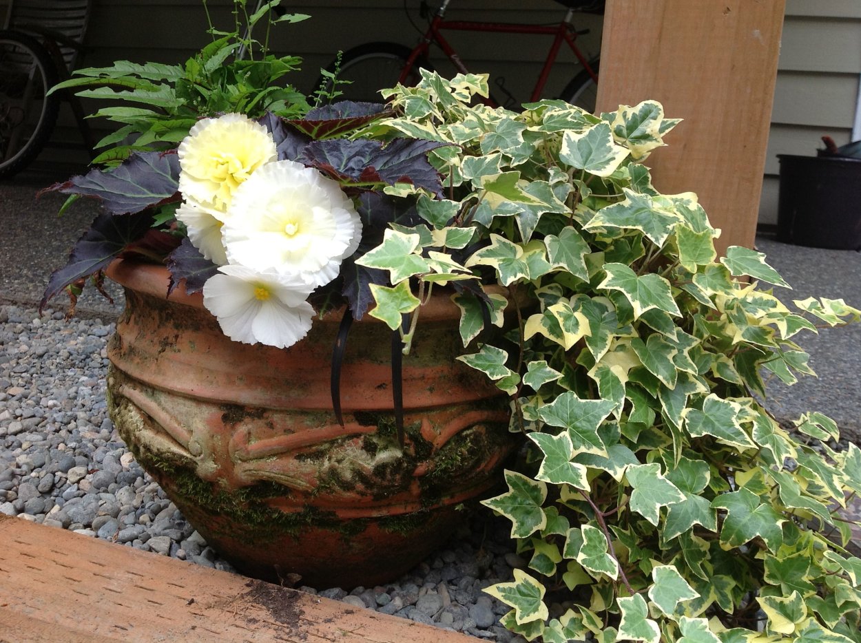 Бегония Бауэра Клеопатра