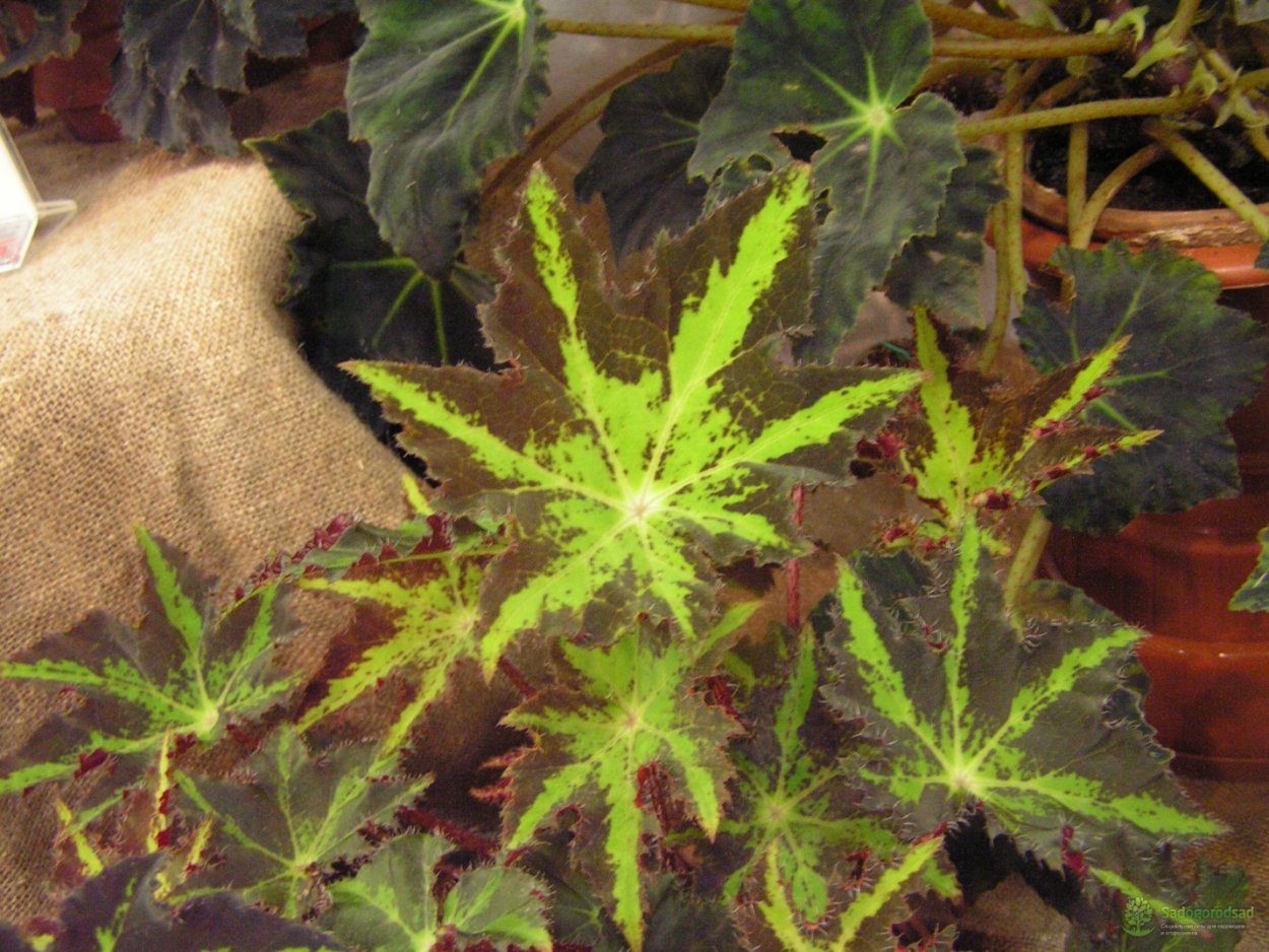 Бегония мадам Квин