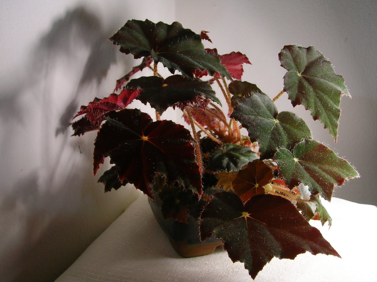 Бегония Бауэра Begonia boweri