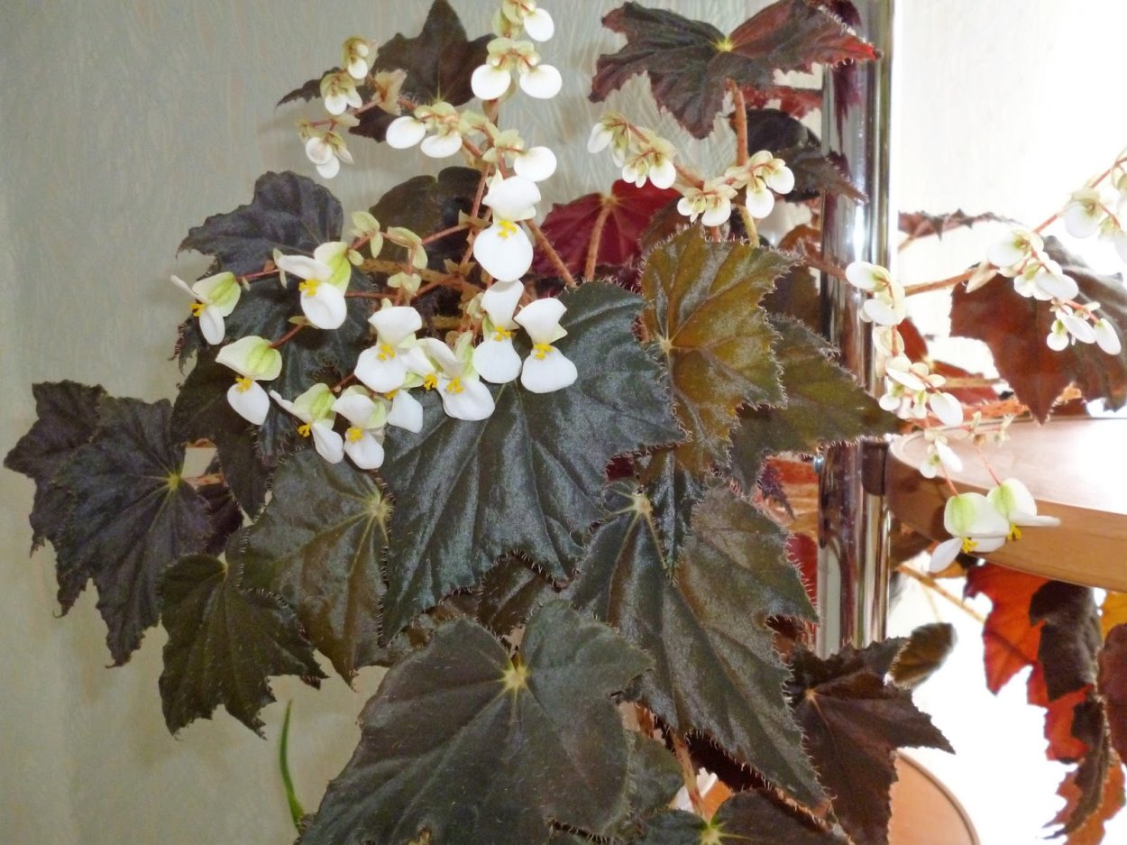 Бегония Клеопатра