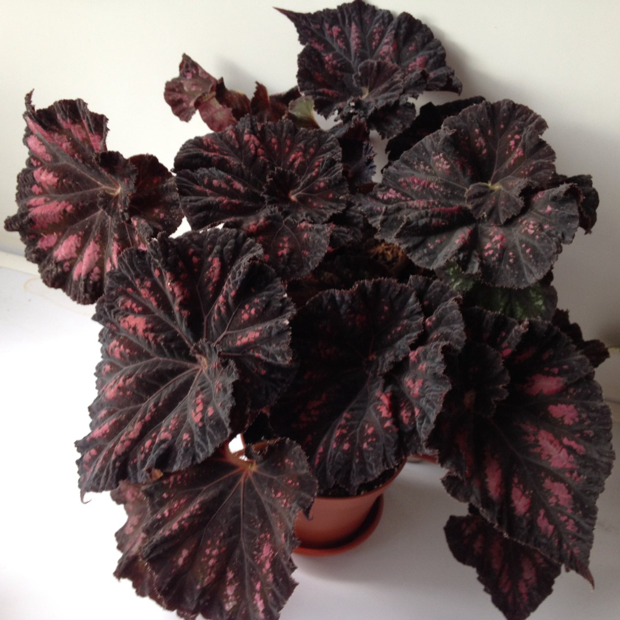 Бегония darthvaderiana