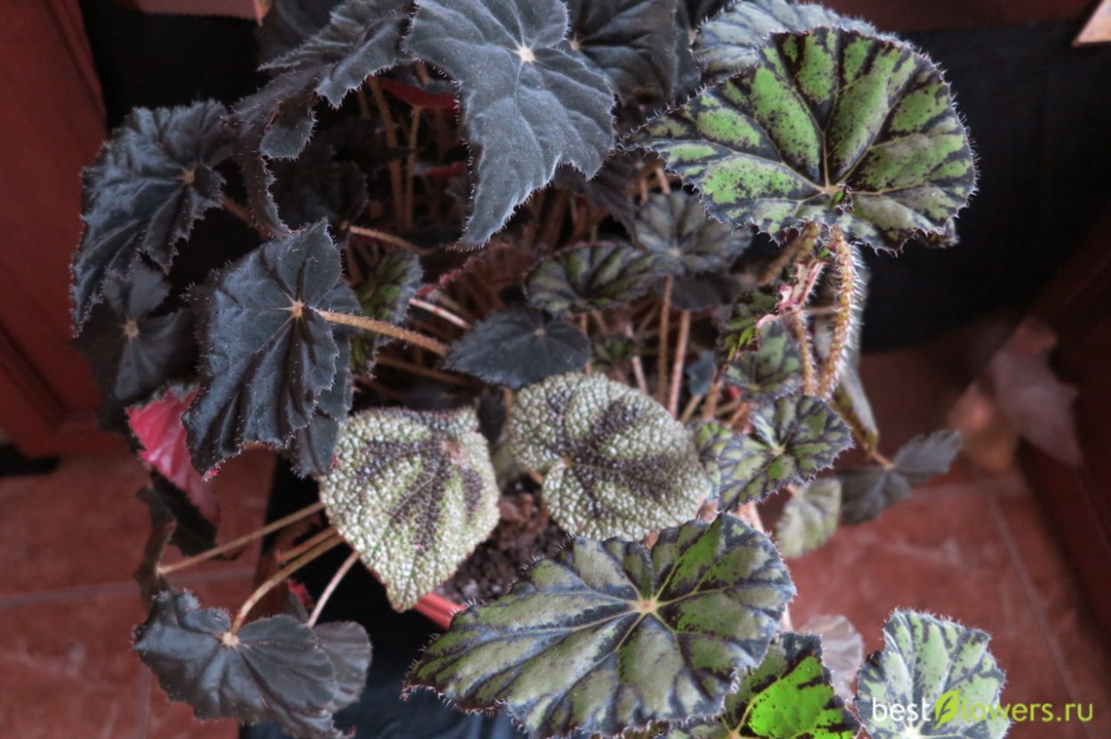 Бегония манжетчатая