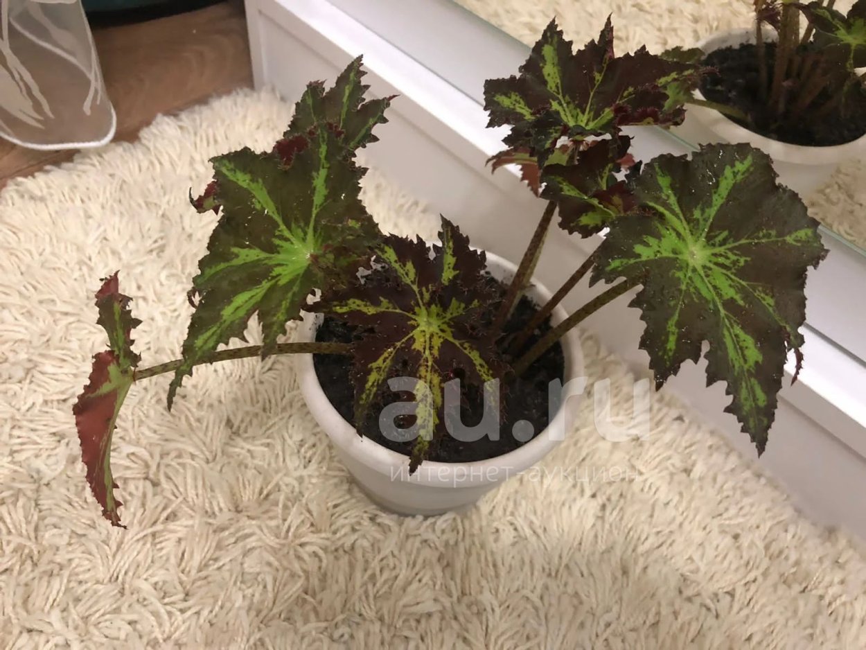 Begonia bowerae бегония Бауэра