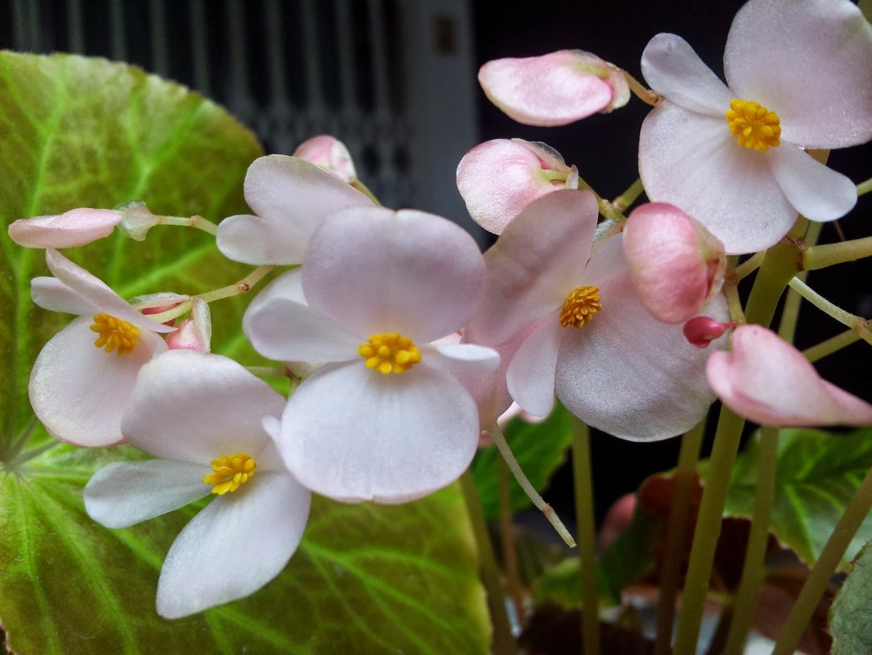 Бегония Бауэра Клеопатра