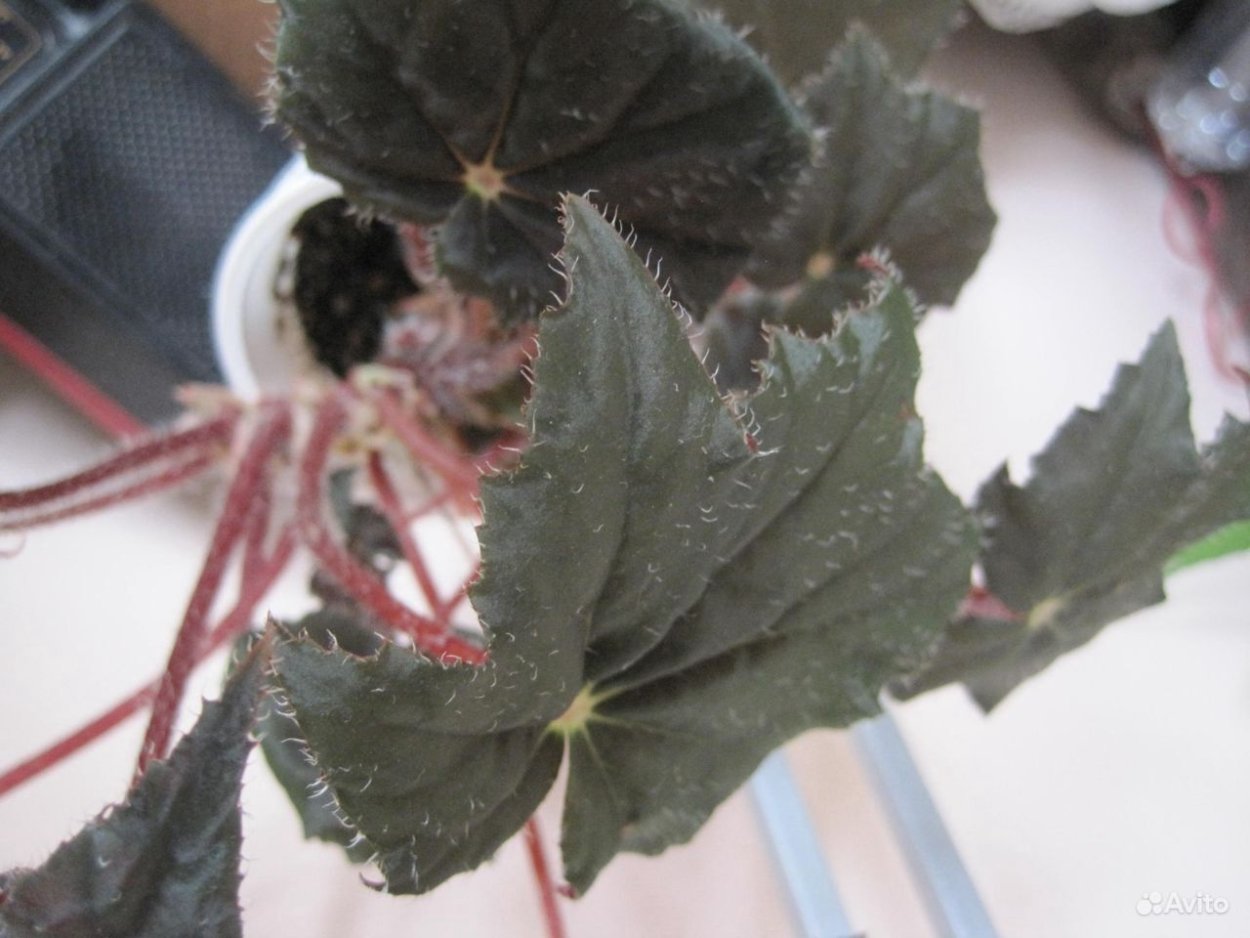 Бегония Winter Twilight