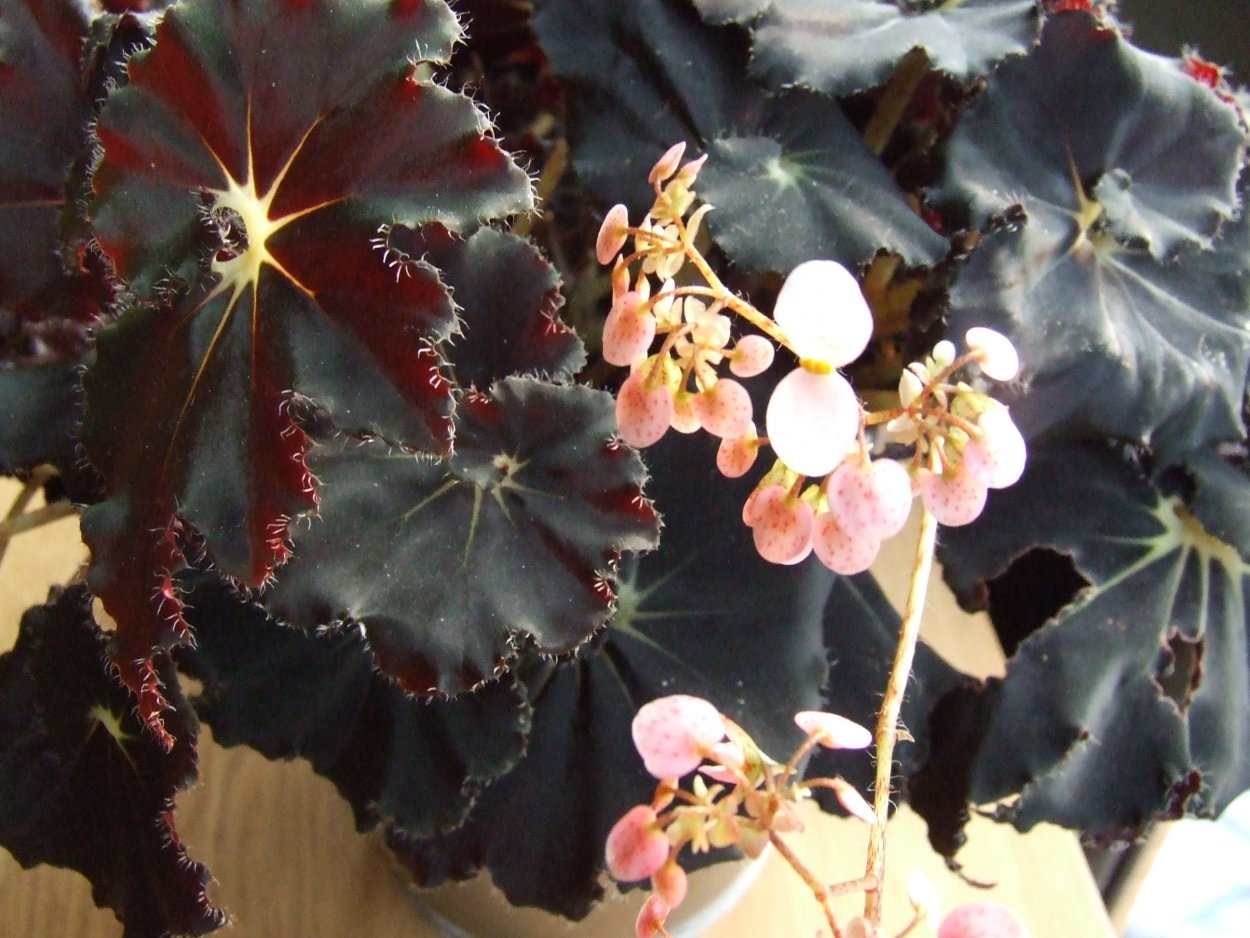 Бегония cleopatrae