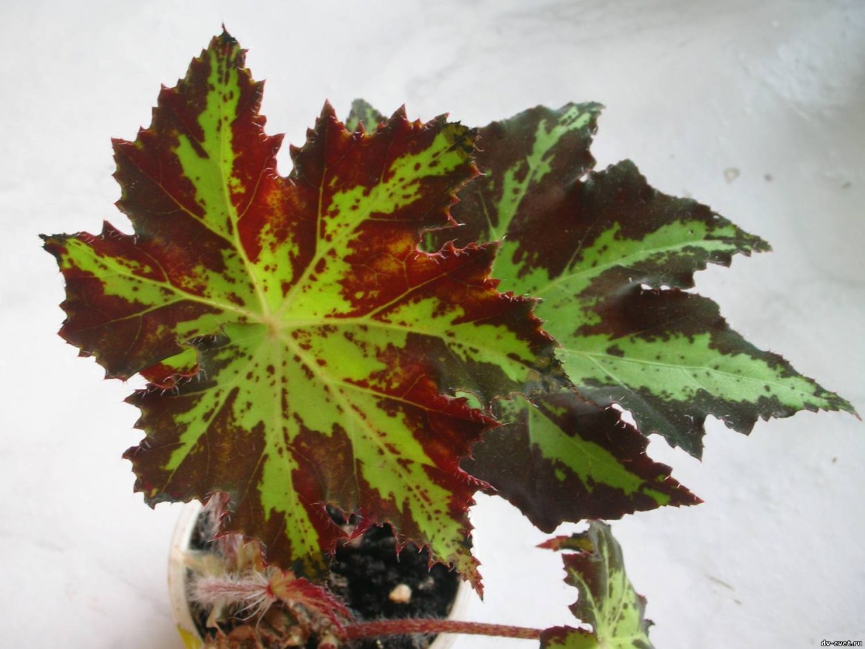 Бегония Клеопатра