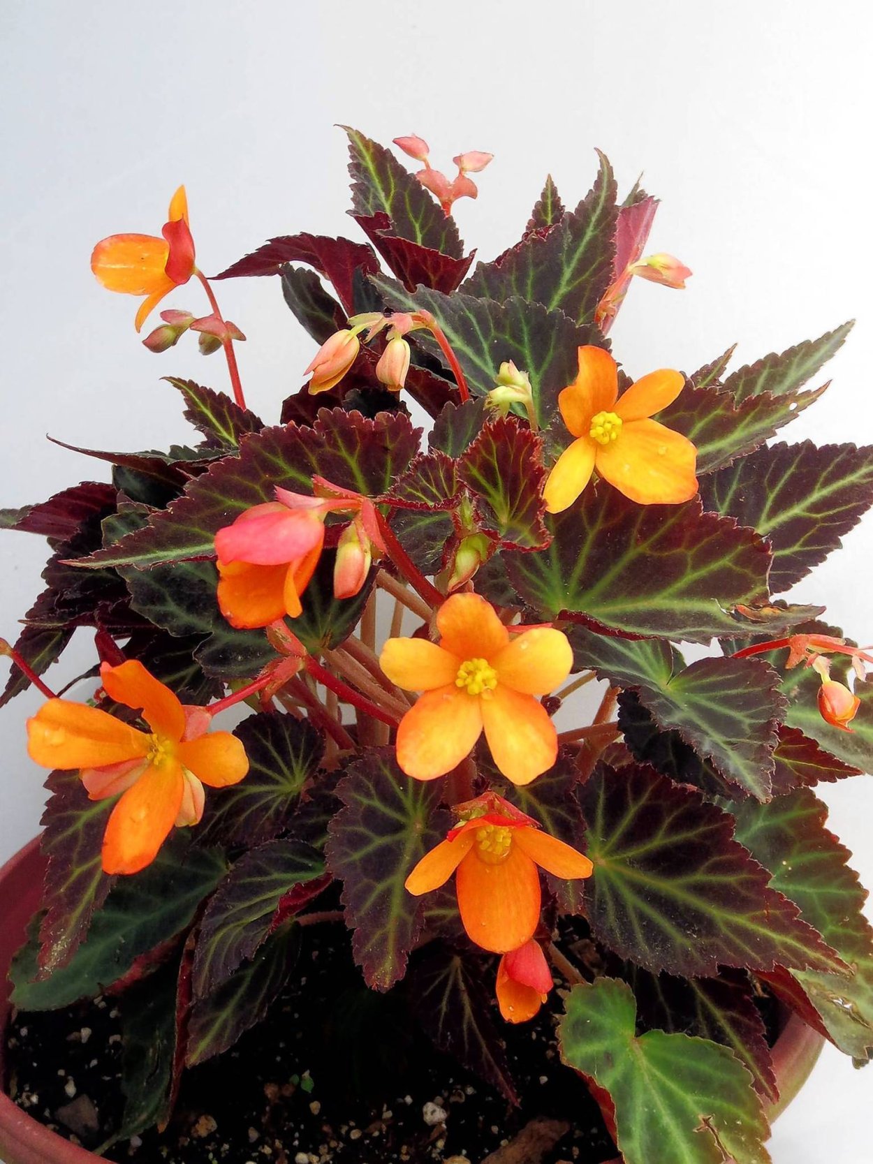 Бегония декоративнолиственная Клеопатра