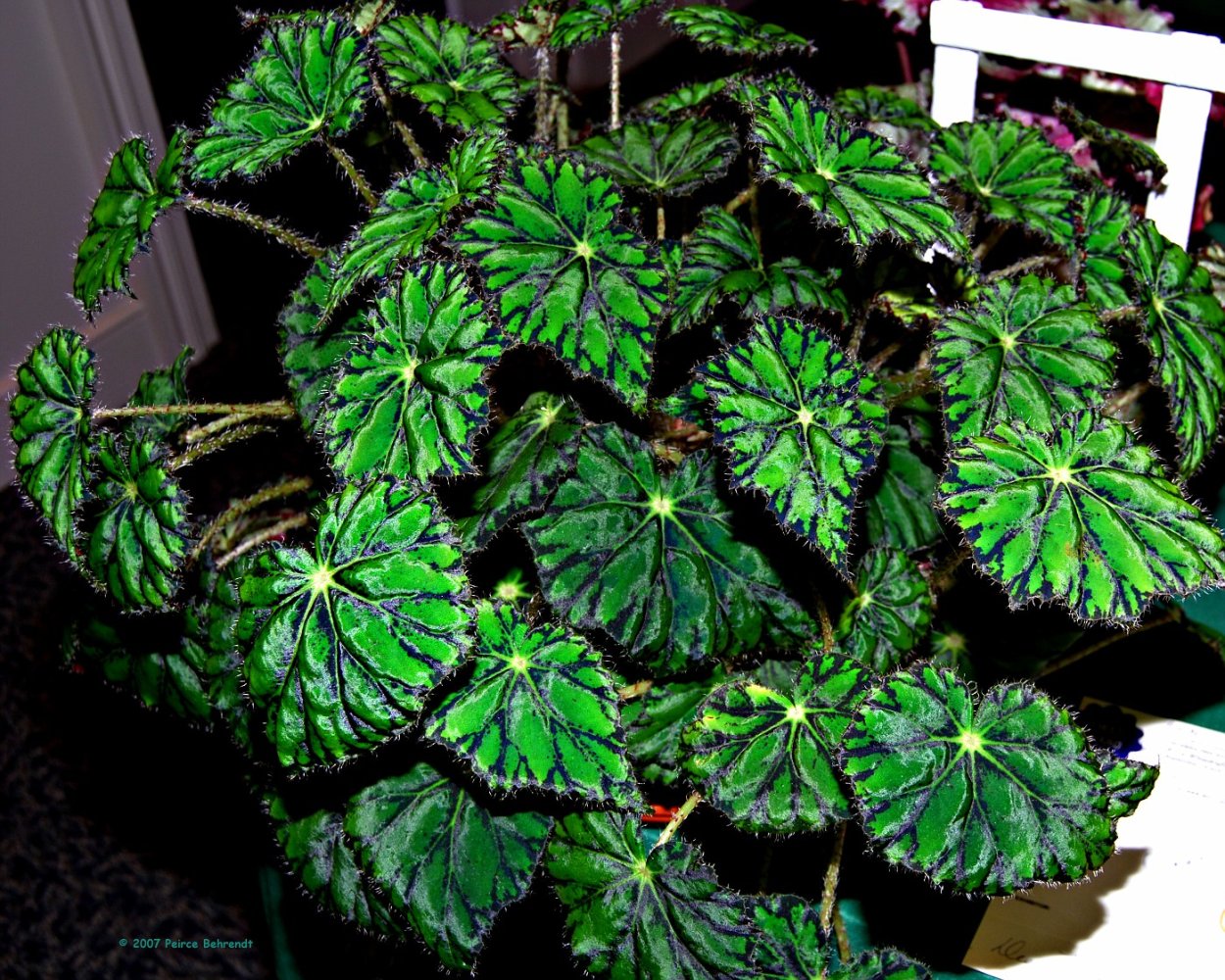 Бегония Snowstorm