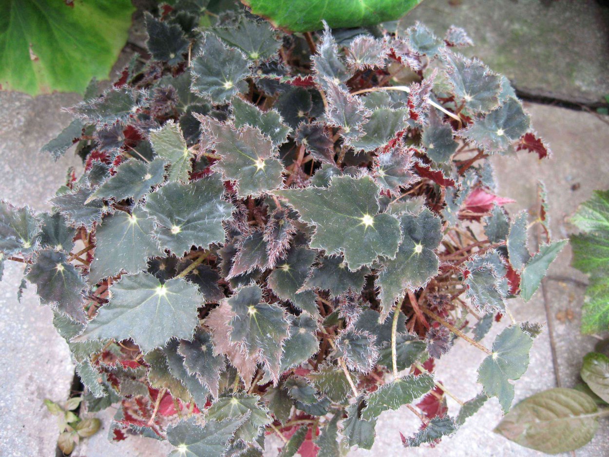 Бегония Клеопатра Begonia Cleopatra