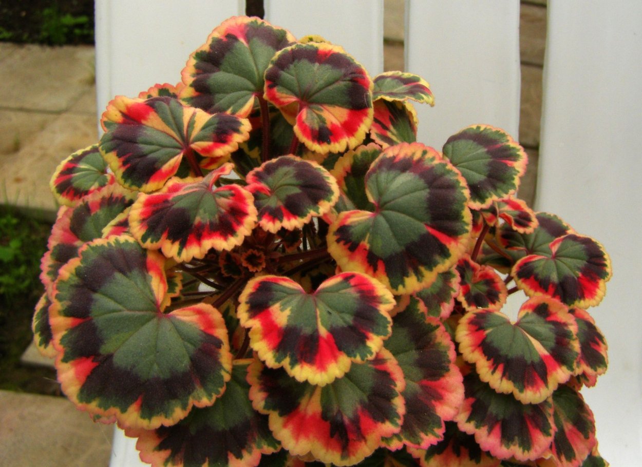 Бегония Блэк Мэджик