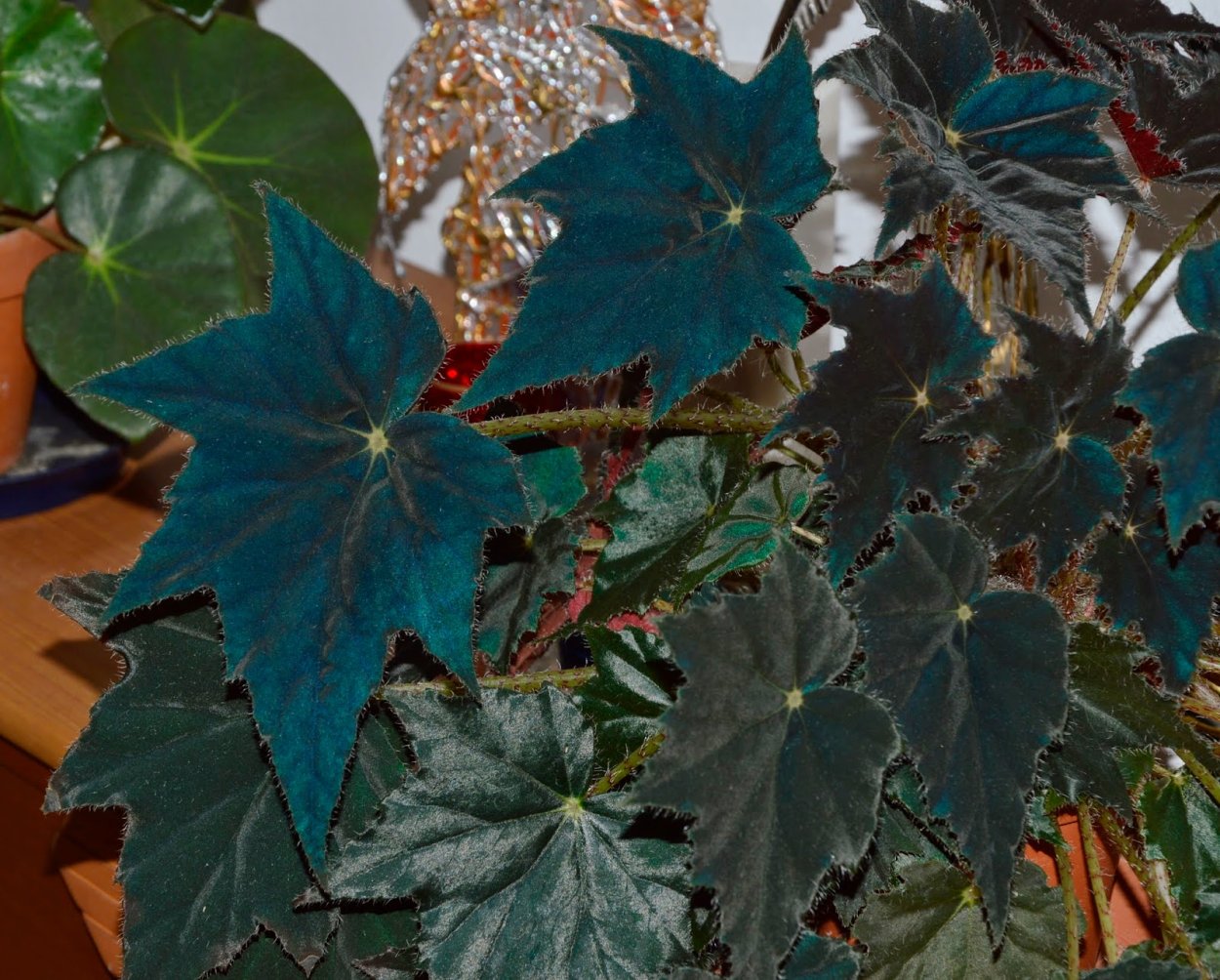 Бегония Барон