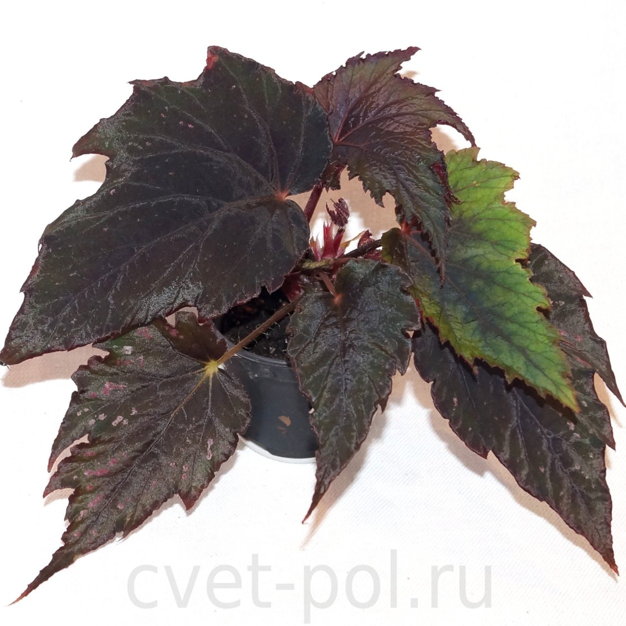 Колеус main Street Abbey Road