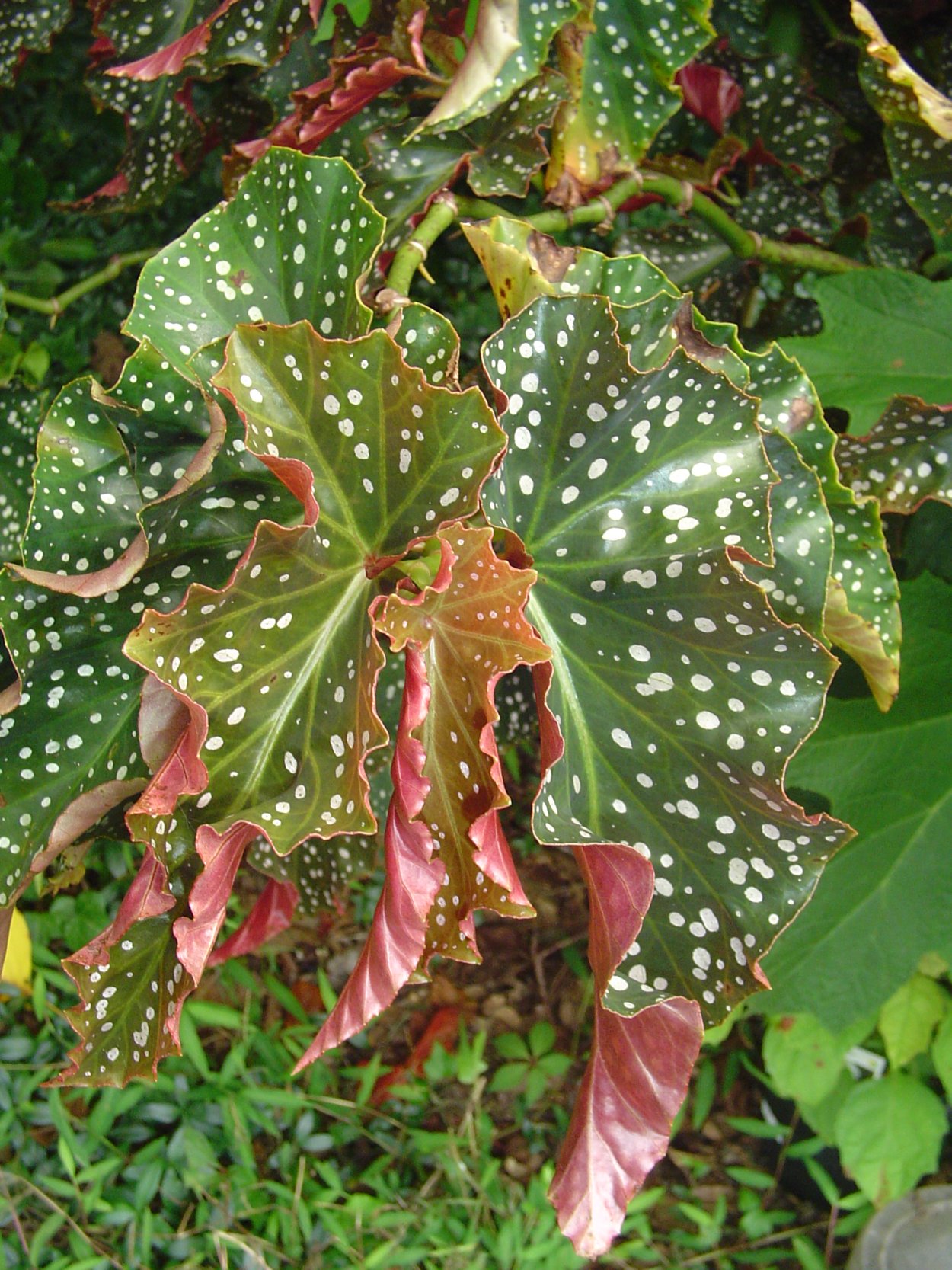 Бегония Бауэра "Black Velvet"