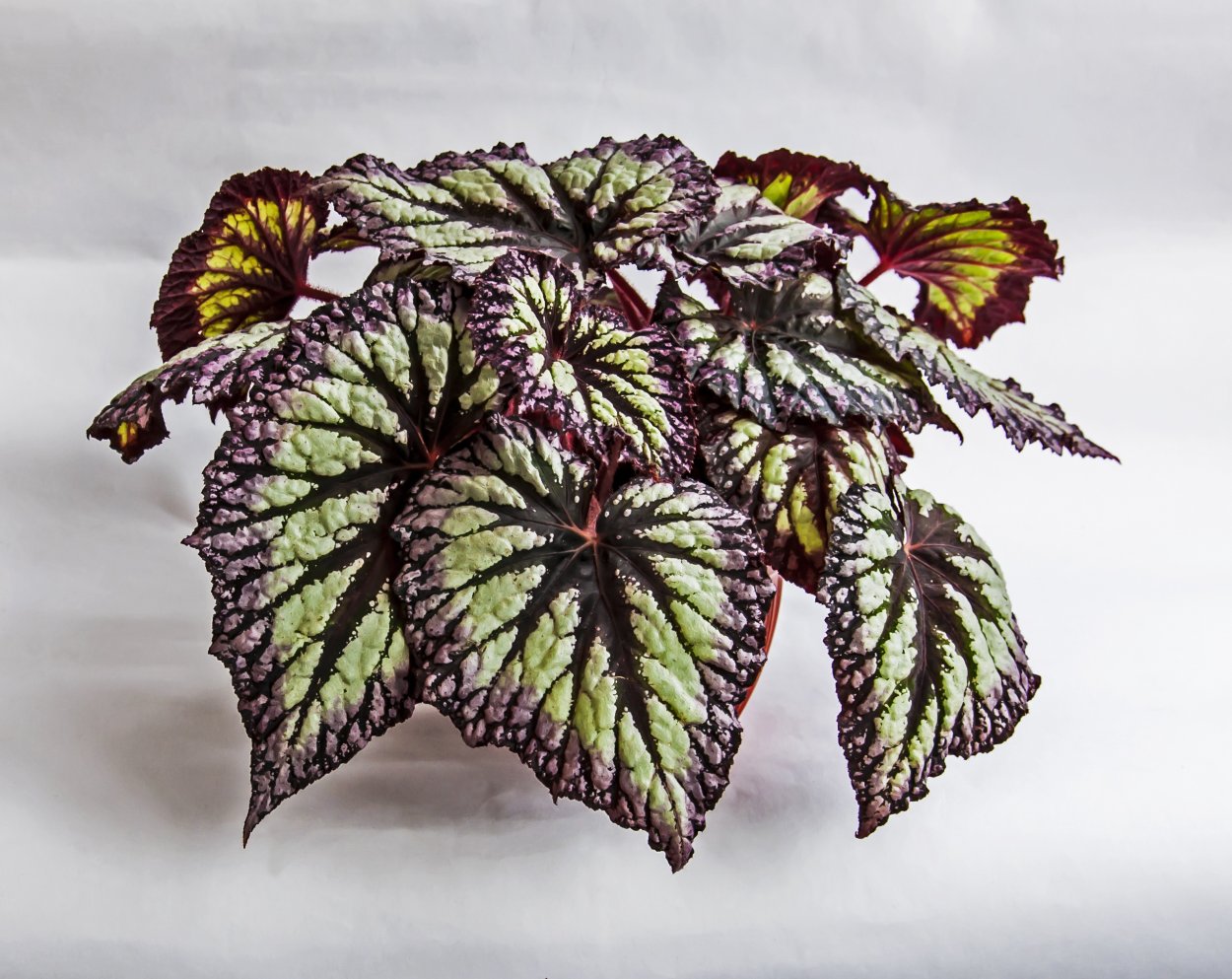 Бегония Бауэра Клеопатра