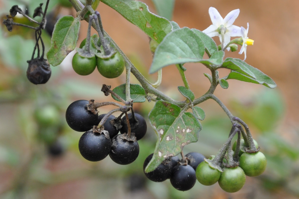Паслен черный (Solanum nigrum)
