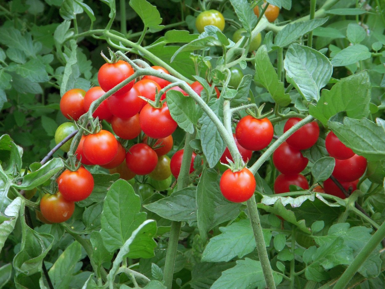 Дикий и культурный томат