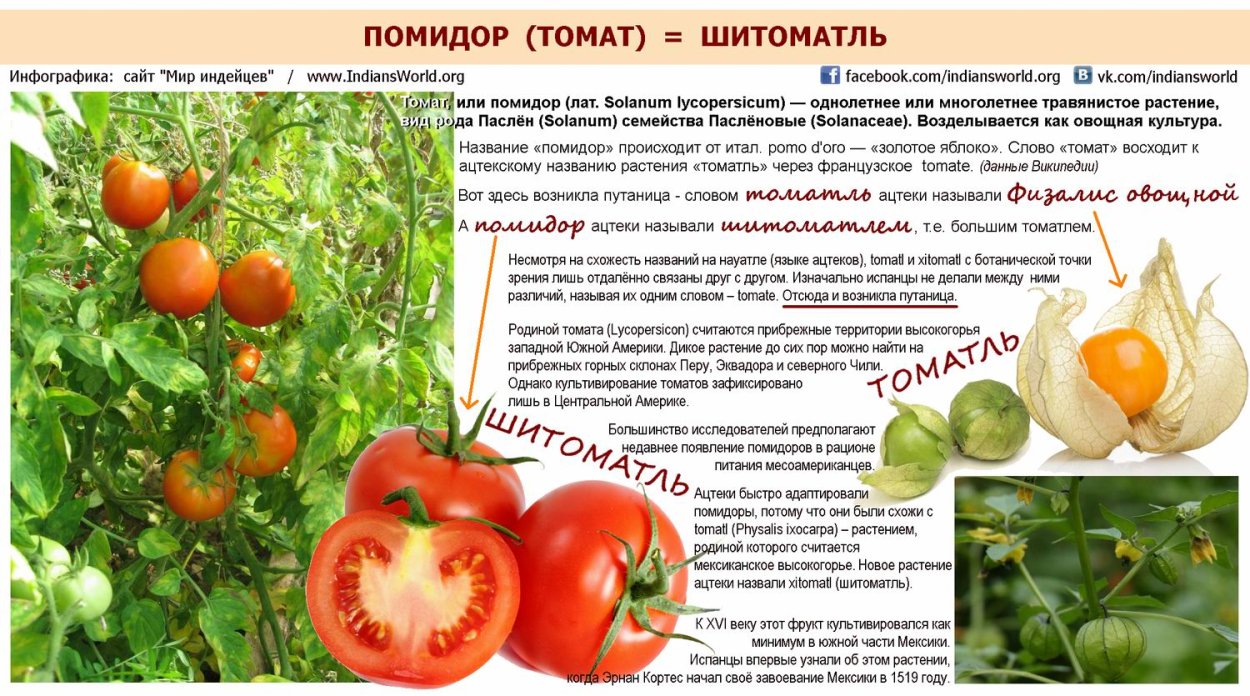 Культурные растения томат