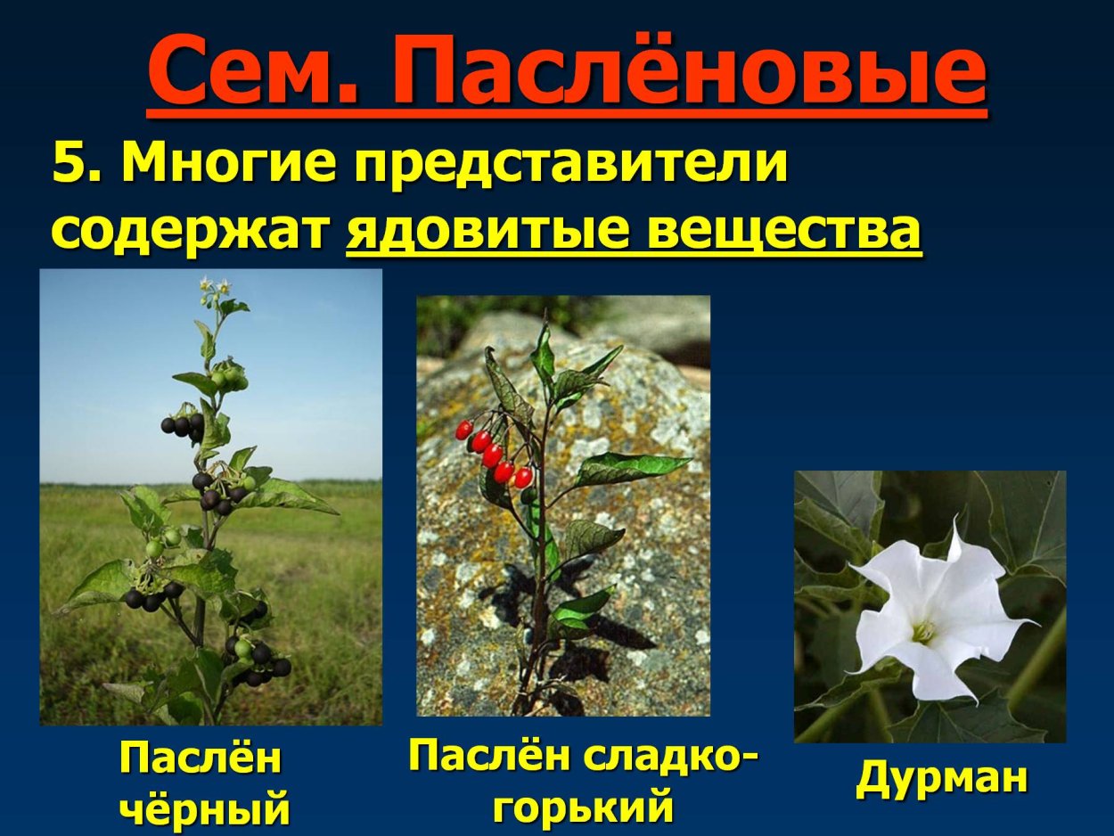 Ядовитые Пасленовые растения