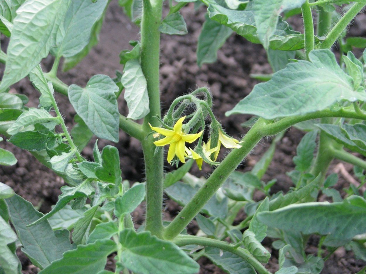 Цветение томатов