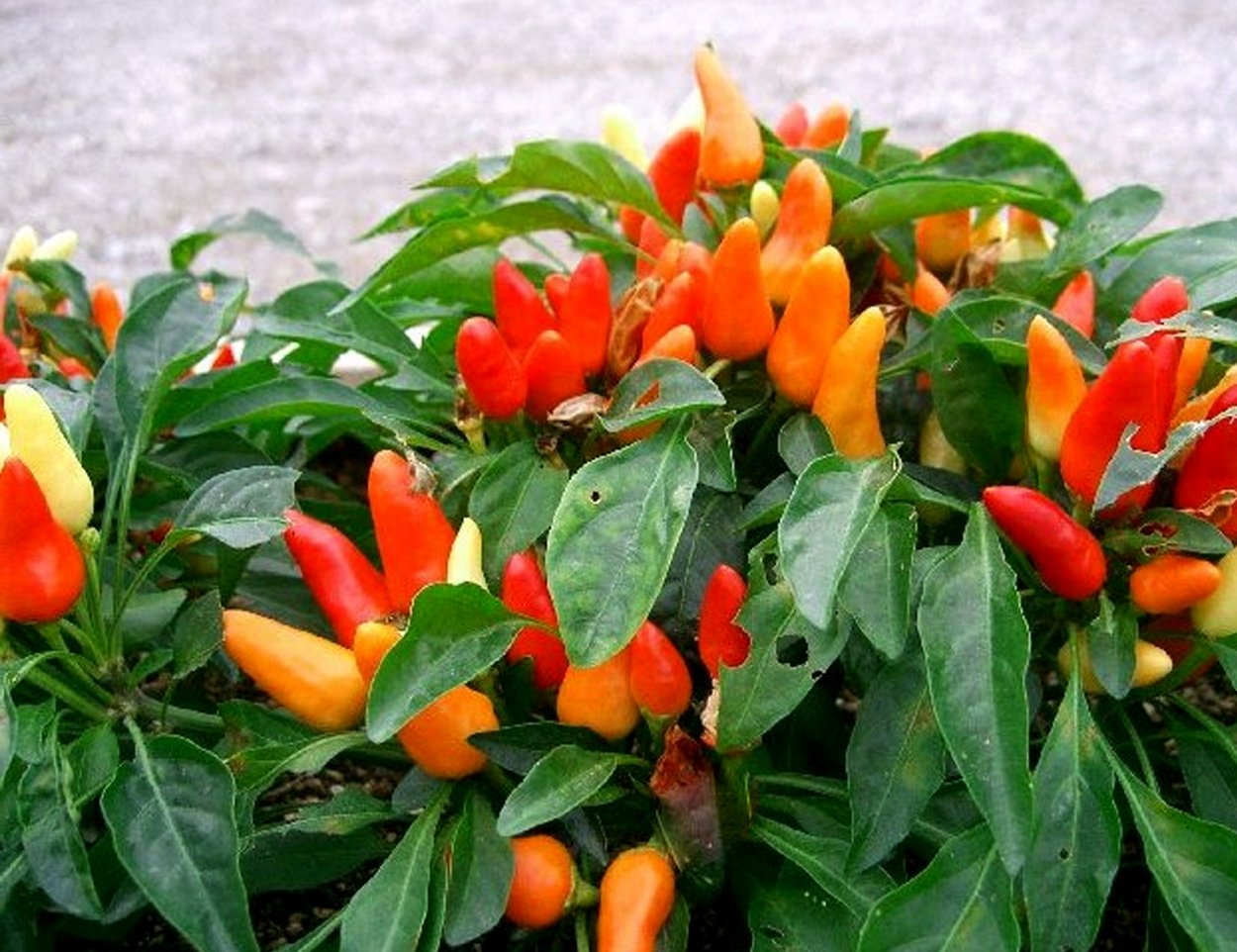 Перец Capsicum annuum