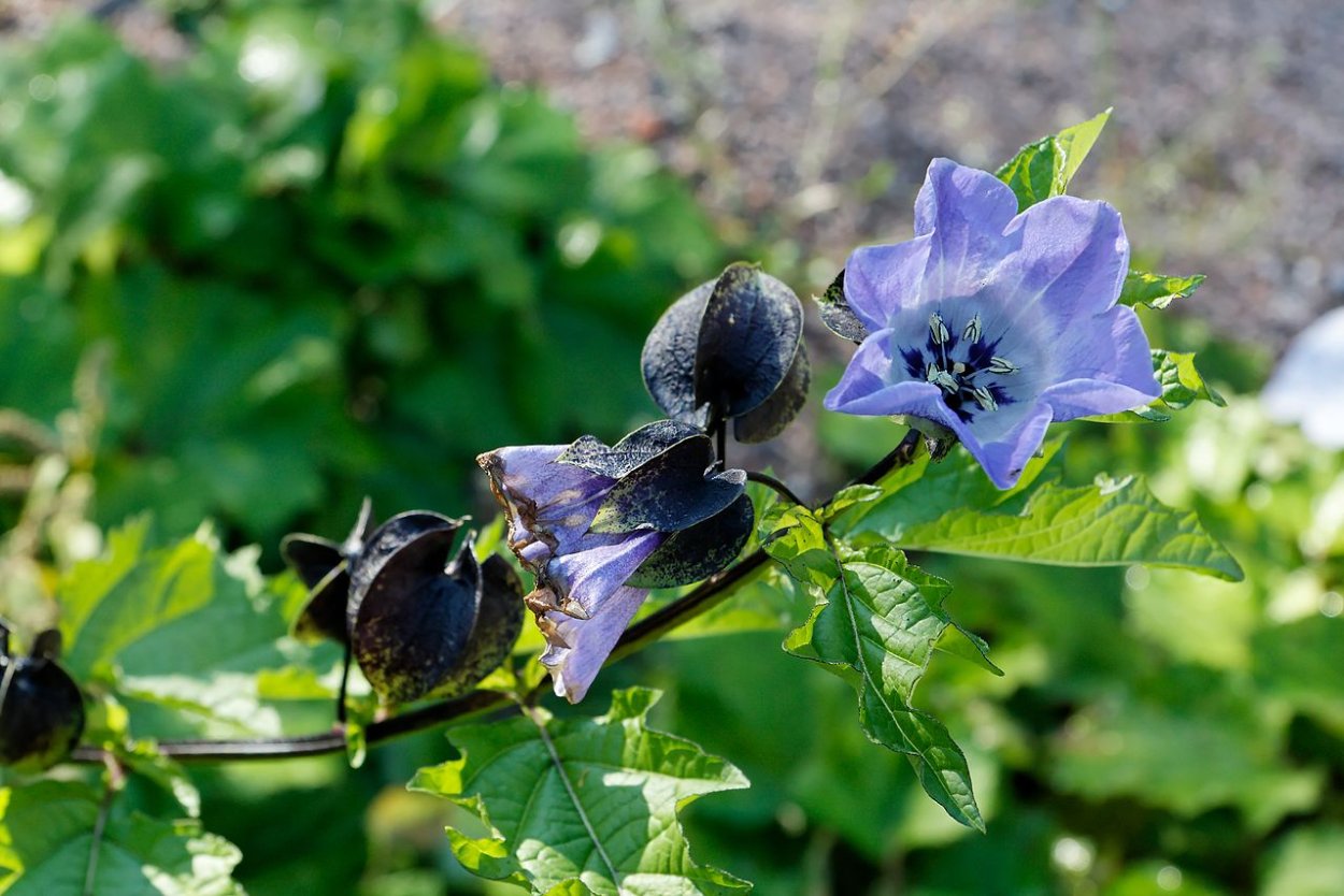 Никандра растение