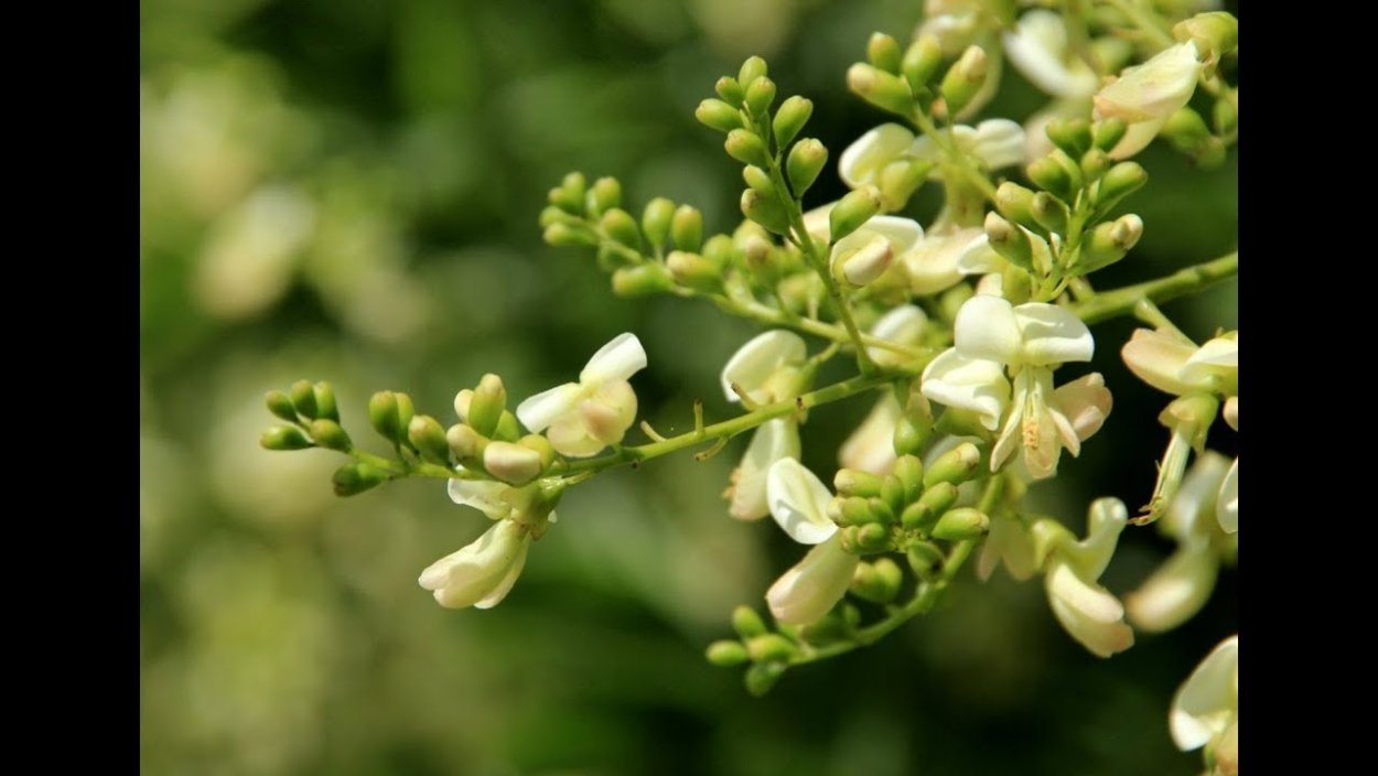 Хошгедем Хидаятгызы programma