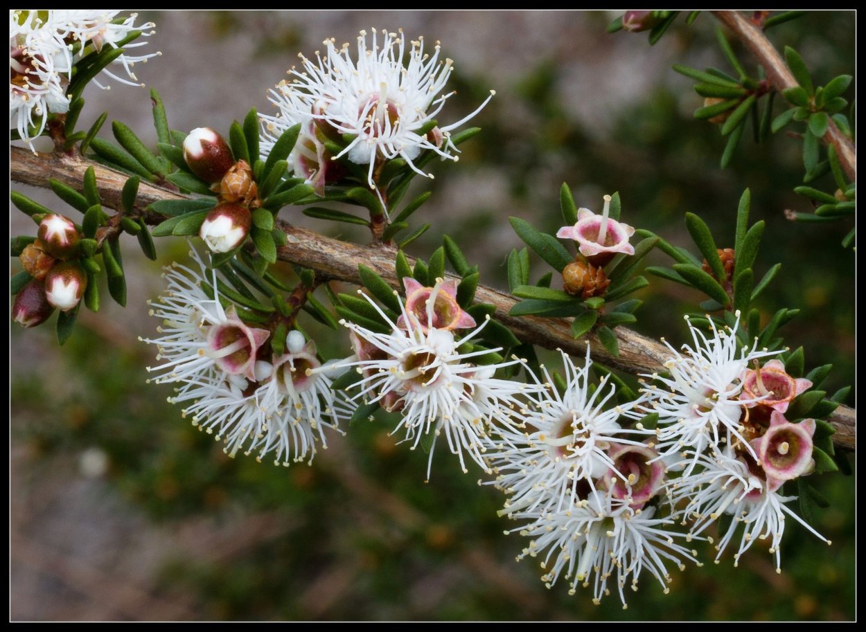 Safura Евровидение