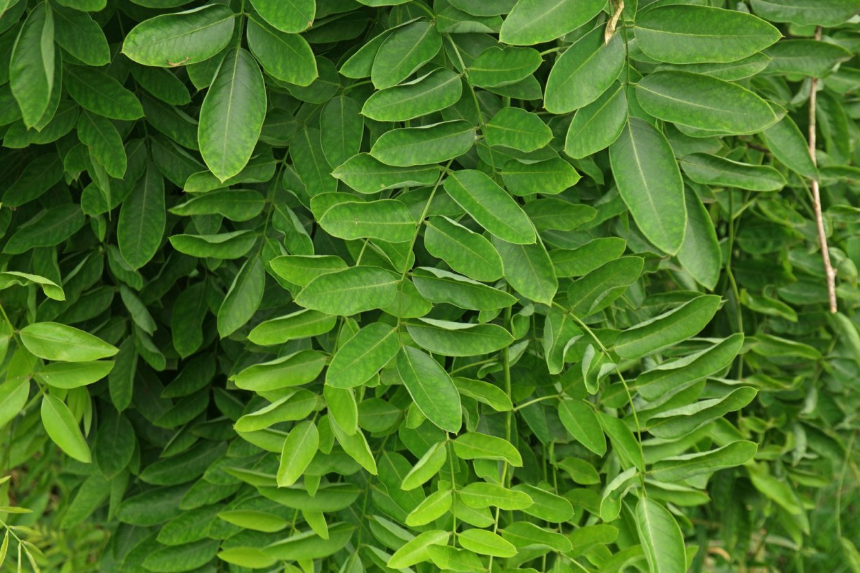 Фархад Алиев муж Сафуры