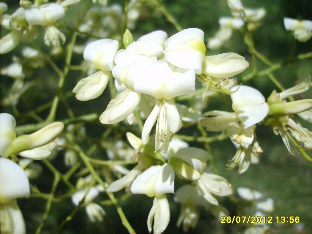 Серая Эстетика Корея