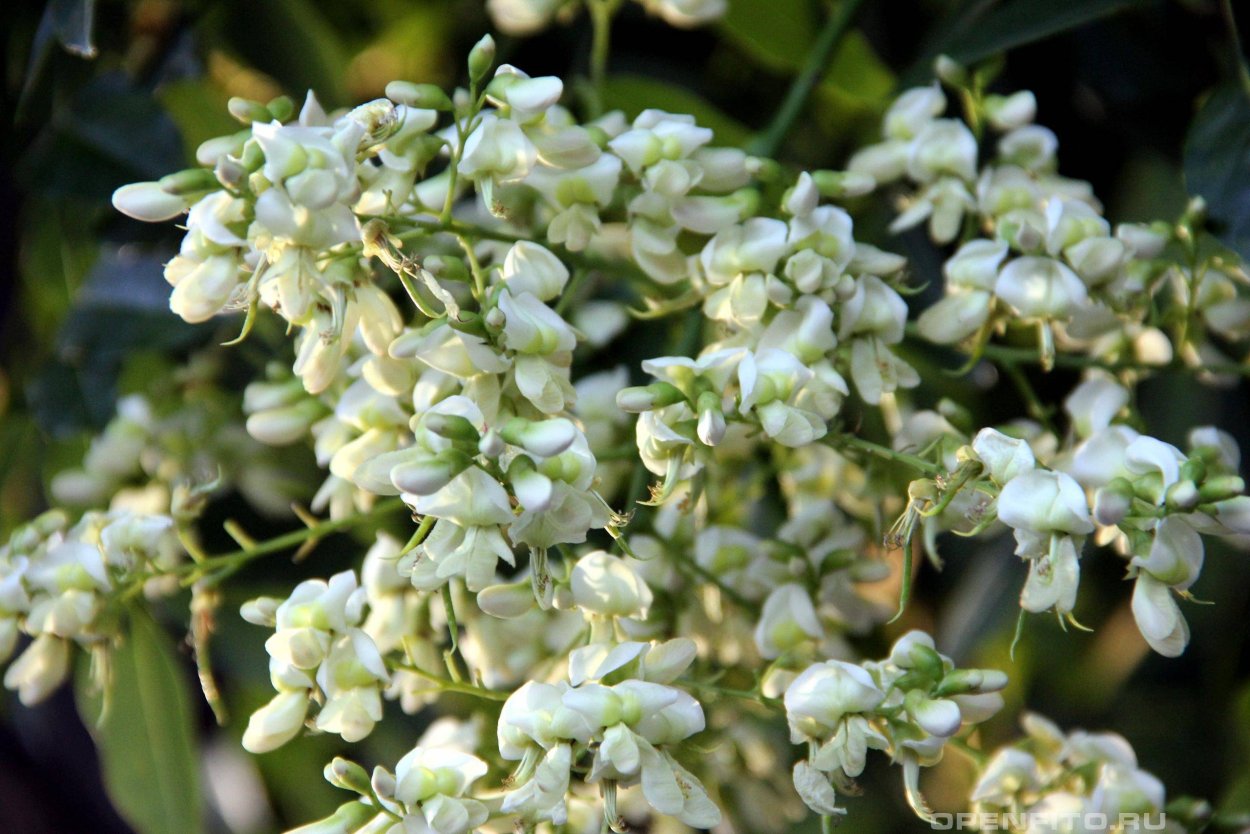 Сафура Ализаде Азербайджанская певица