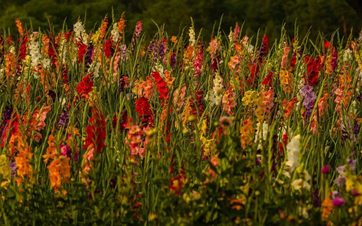 Полевые цветы