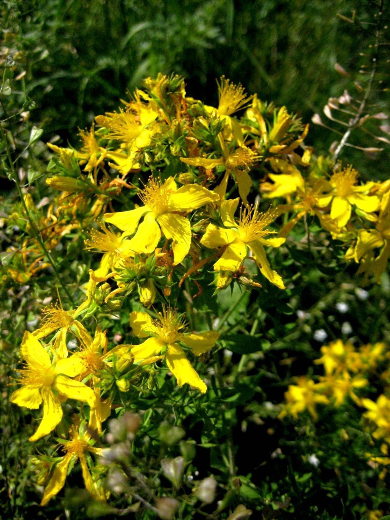 Зверобой Луговой