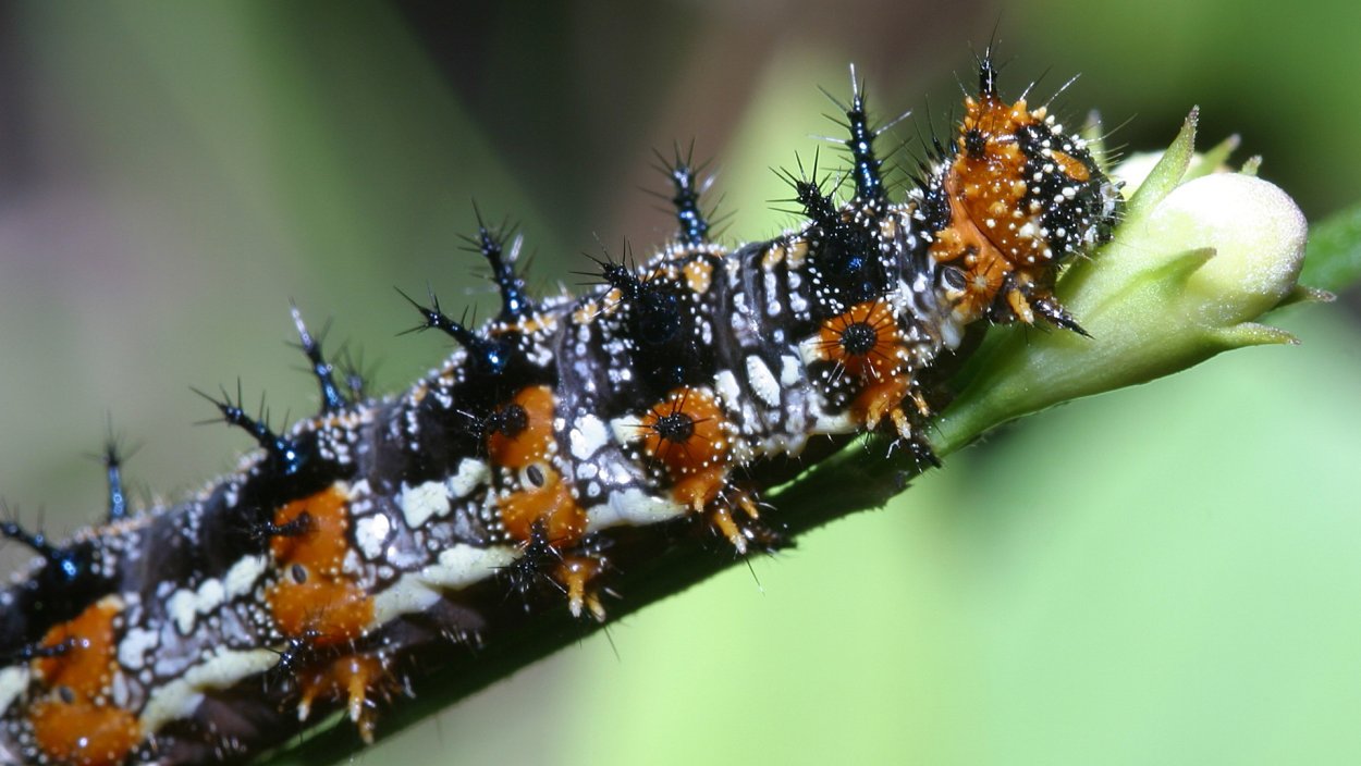 Одуванчик медонос