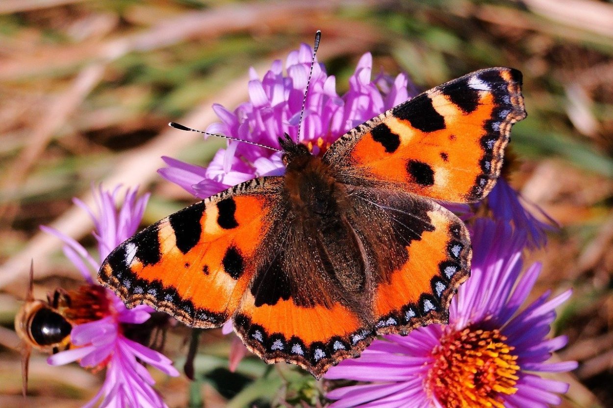 Бабочка крапивница