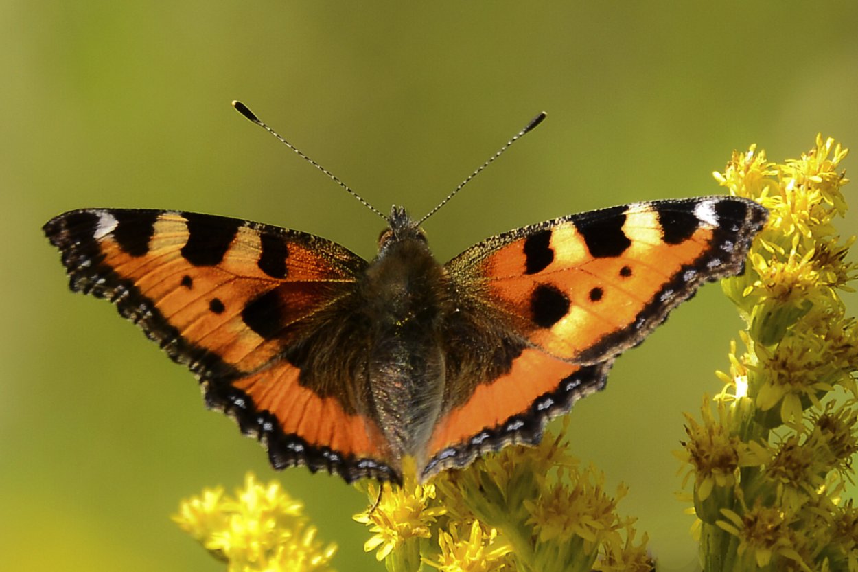 Бабочки в природе