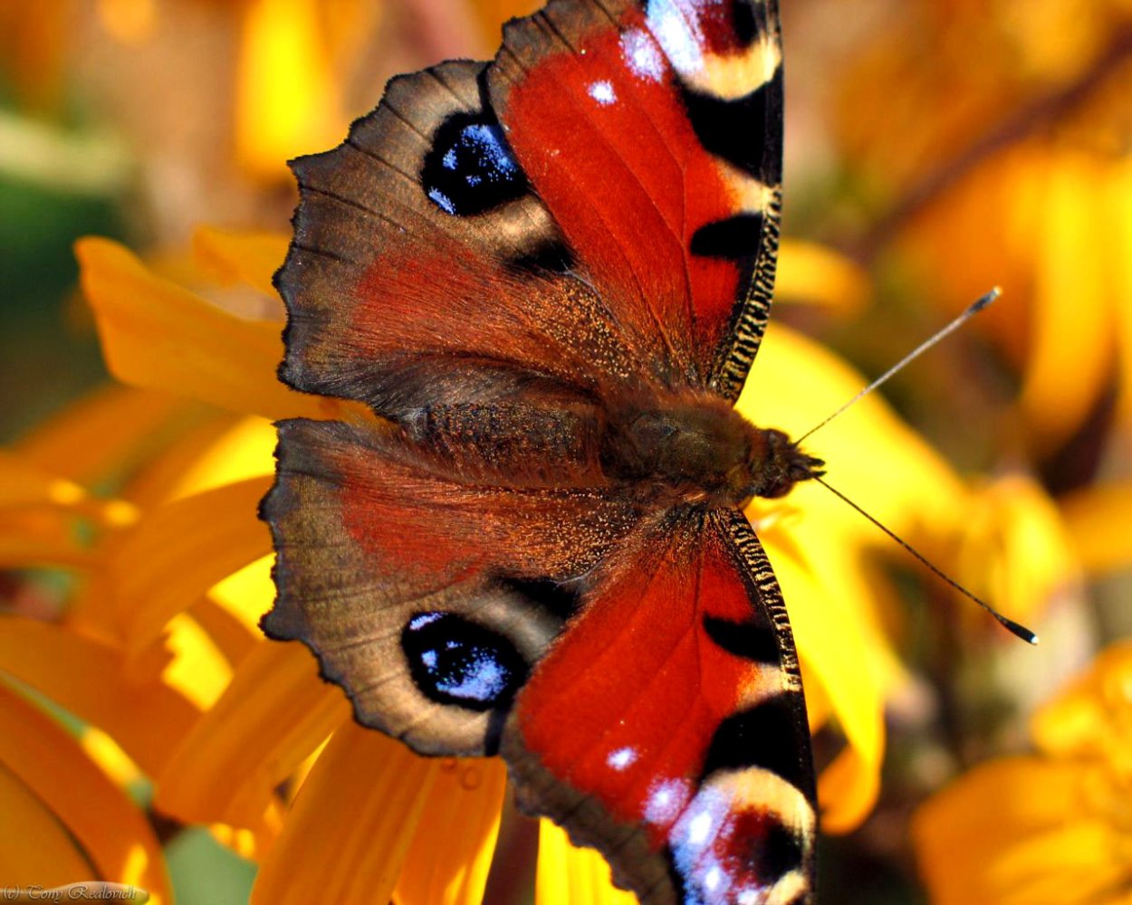 Насекомые на растениях