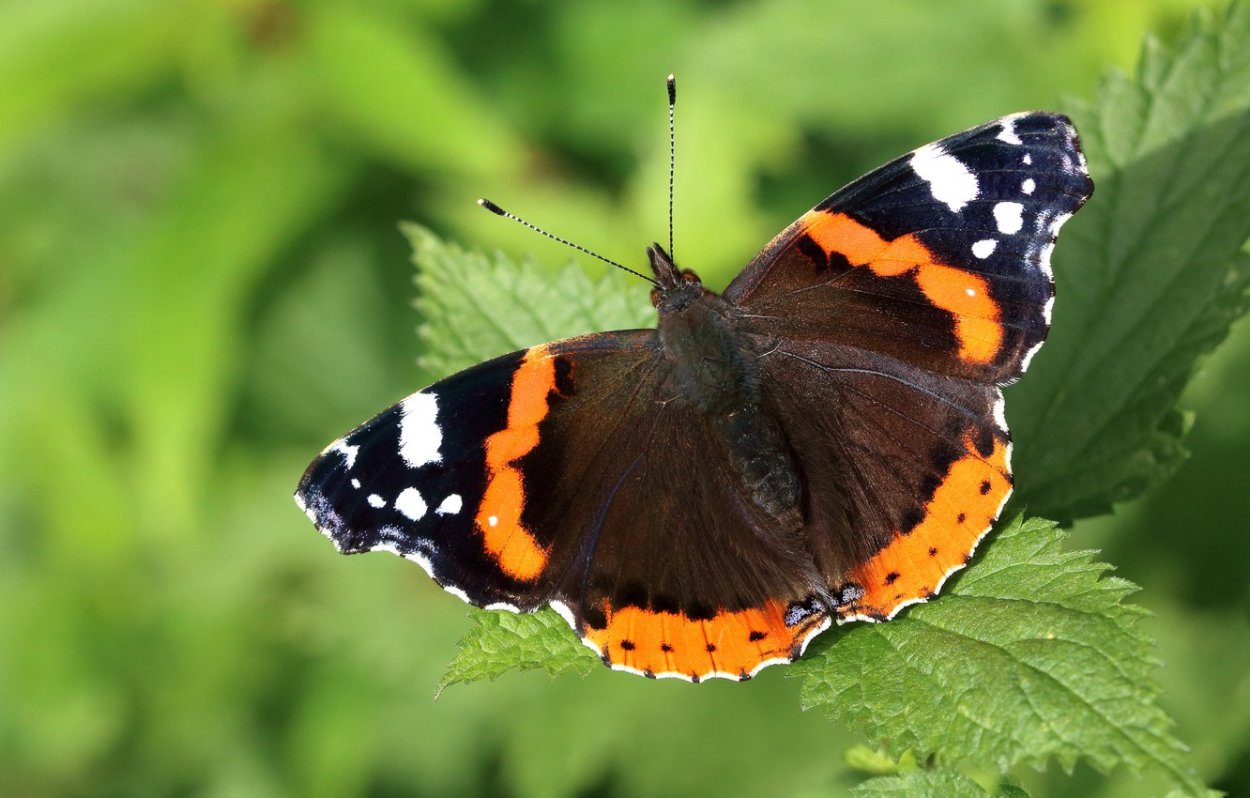 Бабочка Адмирал крапивница