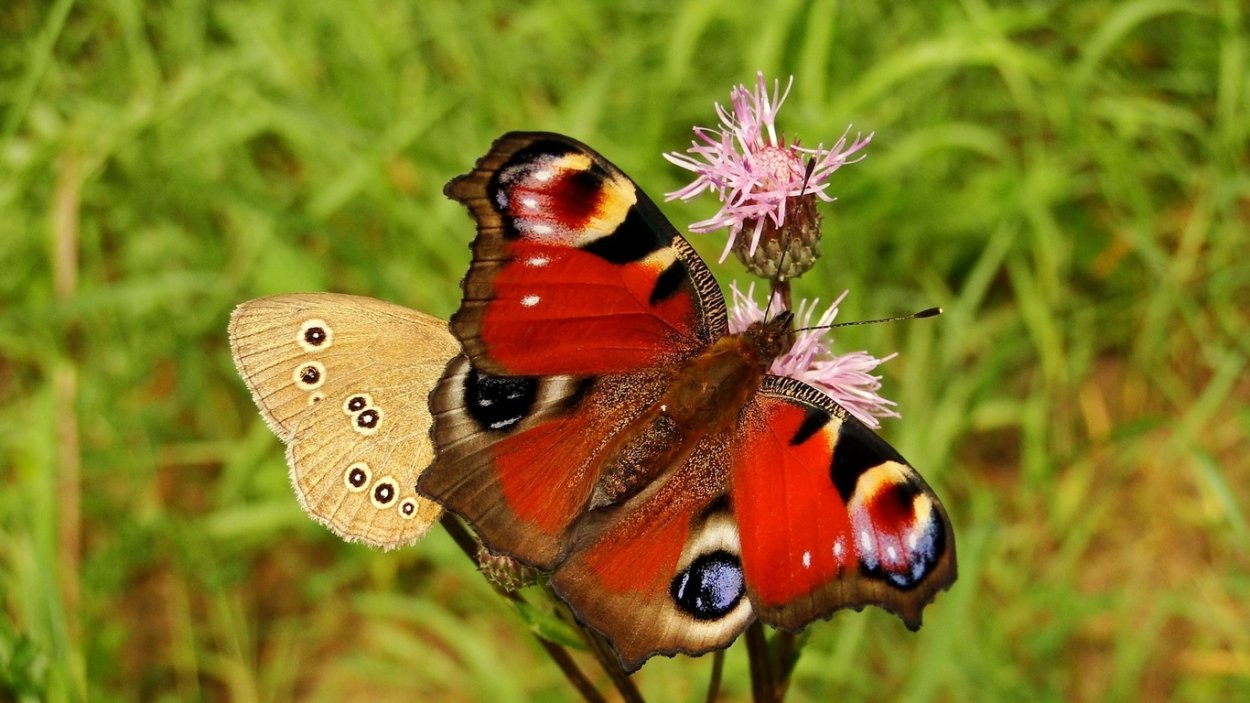 Насекомые бабочки