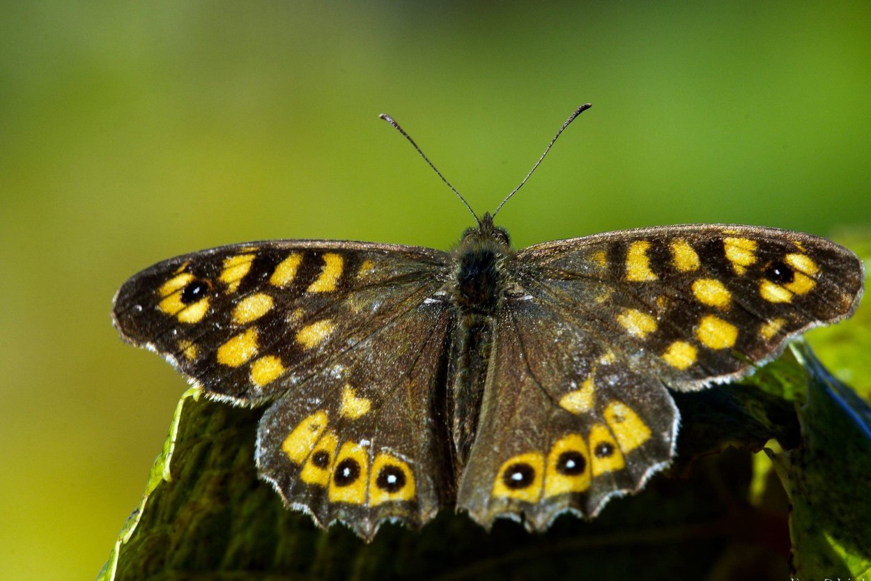 Желтые летние цветы