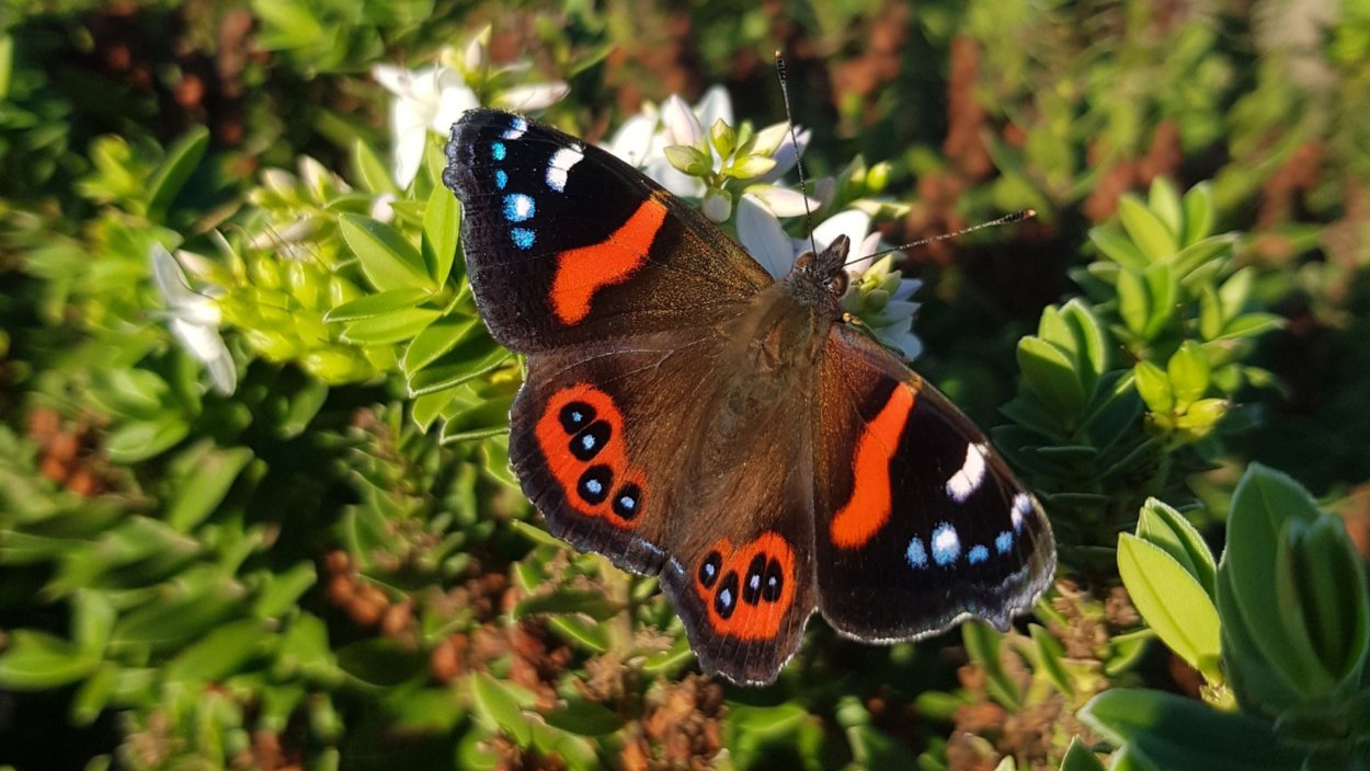 Бабочка пожарница