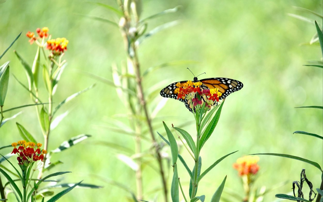 Бабочка Королек