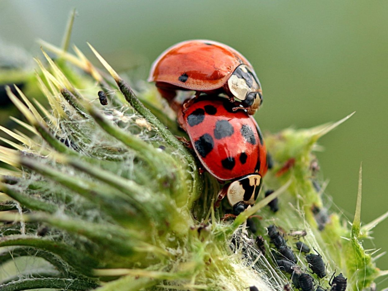 Амброзия полыннолистная