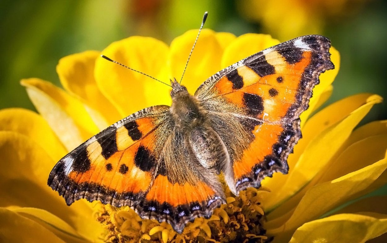 Жесткокрылые Божья коровка