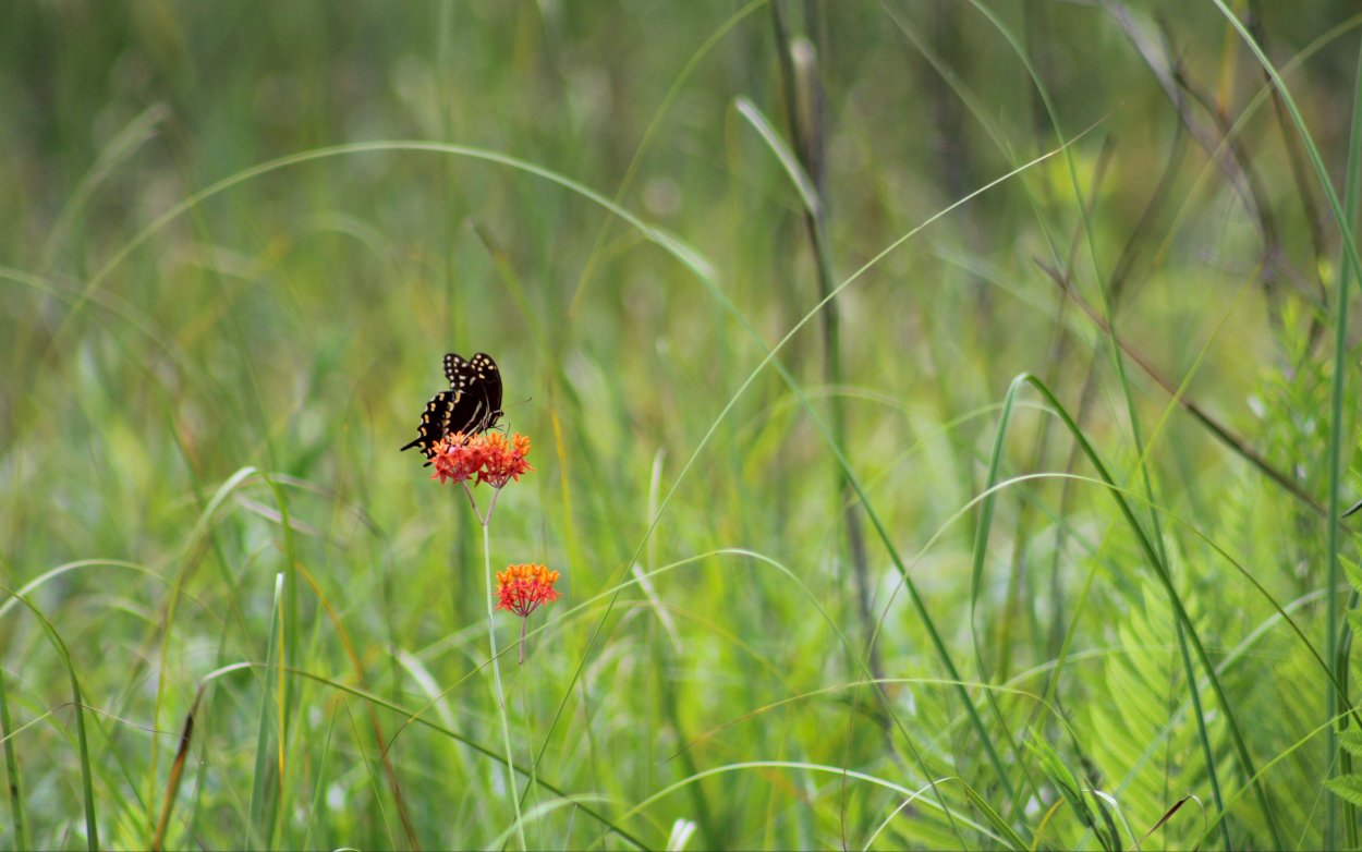 Природа Ручеек цветы
