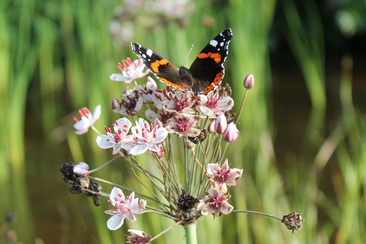 Полевые цветы и насекомые